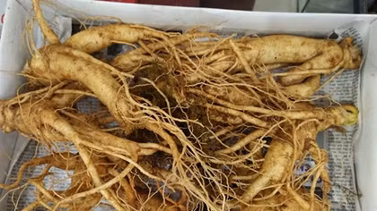 Phát sốt với sâm đất giá rẻ như khoai lang