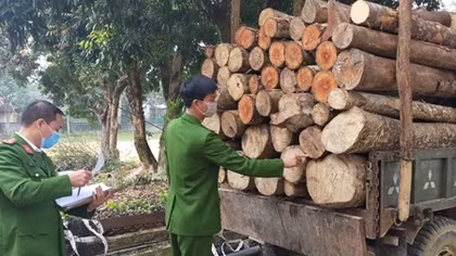 Dùng xe tự chế vận chuyển 93 khúc gỗ tròn trái phép 