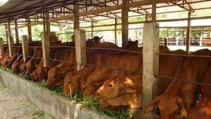 Khuyến khích doanh nghiệp đầu tư vào nông nghiệp, nông thôn