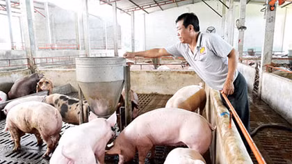 Chủ động nguồn cung thịt lợn cho thị trường dịp cuối năm