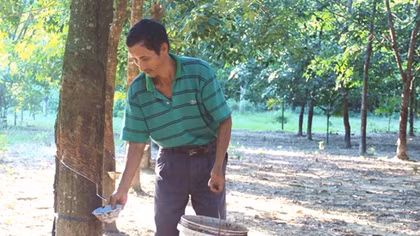 Nông dân lao đao vì mủ cao su rớt giá