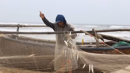 Ngư dân được mùa cá trích, ốc gạo gần bờ