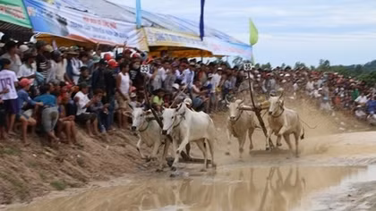 Tưng bừng Hội đua bò Bảy Núi