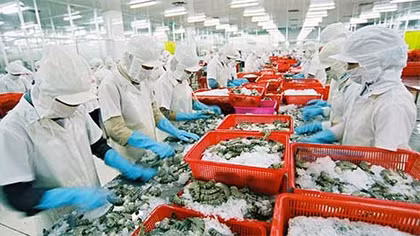 Hiện tượng cá chết không ảnh hưởng đến thủy sản xuất khẩu