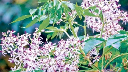 Linh hồn nguyên sơ