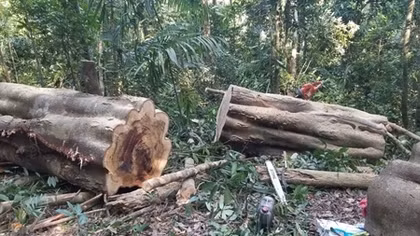 Khởi tố lâm tặc cưa hạ gỗ Gõ cổ thụ