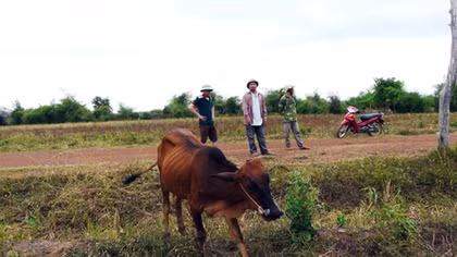 Chính quyền xã “ép” dân nghèo mua bò với giá quá cao