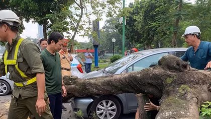 Cây xanh bất ngờ bật gốc đổ đè vào ô tô đang đi trên đường Thanh Niên 