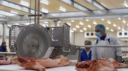 Giá thịt lợn “phi mã” có thể phá vỡ ngành chăn nuôi