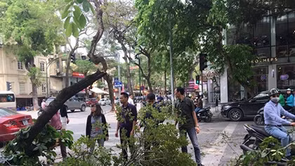 Cây xanh bất ngờ đổ ập xuống dòng người đang chờ đèn đỏ