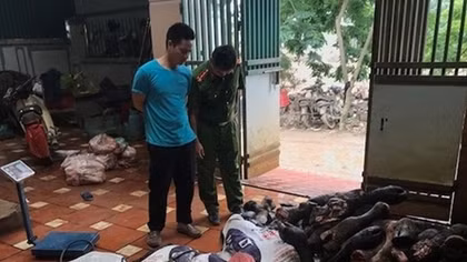Hàng tấn chân bò, nội tạng gia súc không nguồn gốc chuẩn bị đưa ra thị trường
