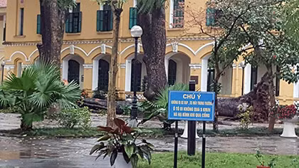 Xà cừ bật rễ trong sân trường Chu Văn An, 4 học sinh bị thương 