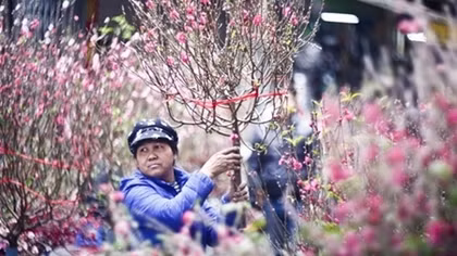 Hà Nội tổ chức 51 điểm chợ hoa Xuân phục vụ Tết Nguyên đán Canh Tý