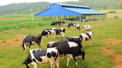 Đại gia ngành sữa với hệ thống trang trại bò trải khắp Việt Nam 