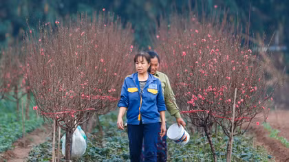Chưa Tết đào đã ngập sắc hồng, nông dân đứng ngồi không yên