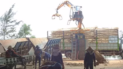 Mặt trái của việc chế biến dăm gỗ bán qua cửa khẩu Lao Bảo