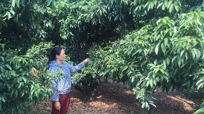 Vải thiều Lục Ngạn, một mùa thất bát
