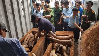 Quyết liệt cuộc chiến chống buôn lậu ngà voi