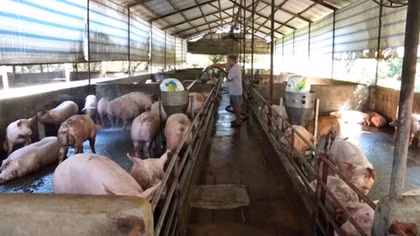 Giá lợn thịt tăng cao, người chăn nuôi vẫn chịu thiệt