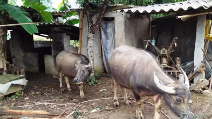 Bắt nhóm trộm trâu trên địa bàn huyện Tiên Yên