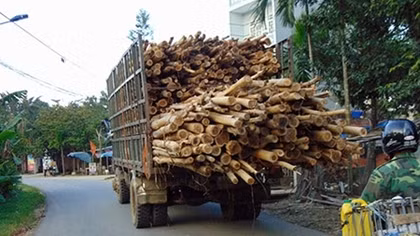 Oằn mình lãnh đòn từ xe chở gỗ quá khổ, quá tải
