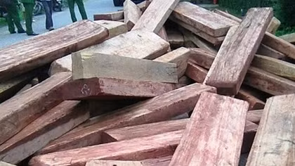 Bị phát hiện, tài xế xe ben đổ hơn 8m3 gỗ lậu xuống đường