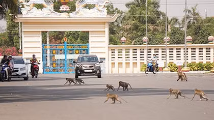 Loay hoay kiểm soát đàn khỉ hung dữ ở Tây Ninh