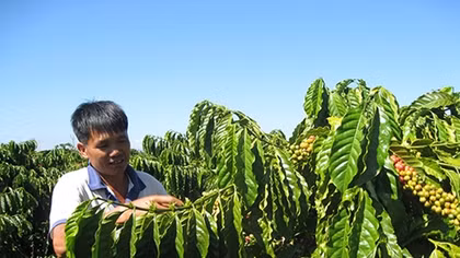 Dòng vốn Agribank và những vườn cà phê tràn đầy sức sống