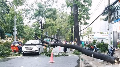 Hiểm họa “chết người” từ nhiễm điện và cây xanh