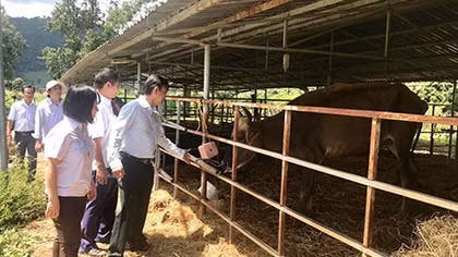 Vì sao bò tót lai quý hiếm trở thành “xác sống”?