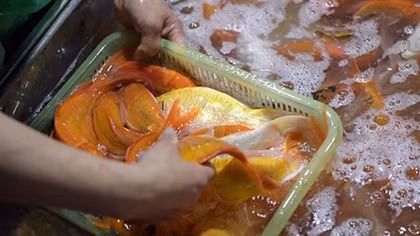 Cá chép đỏ tăng giá gấp đôi