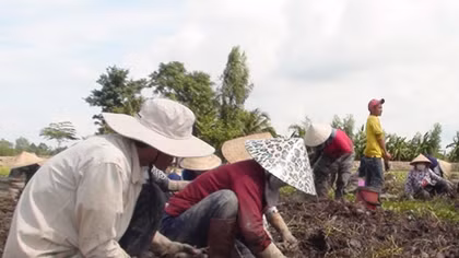 Khoai lang miền Tây mất mùa lại rớt giá