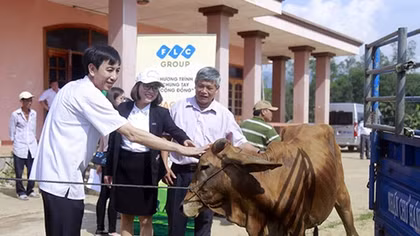 FLC tặng bê giống cho người nghèo tại 6 huyện tỉnh Bình Định