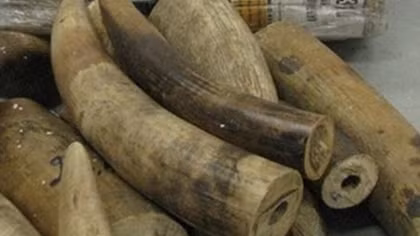 Hà Nội tịch thu 350kg ngà voi