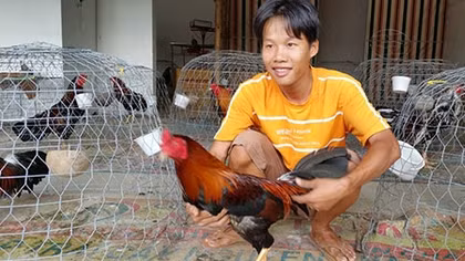 Bí mật ở thủ phủ gà đá miền Tây