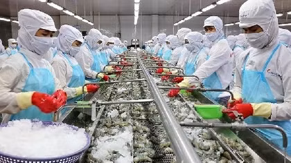 Hoa Kỳ không áp thuế chống bán phá giá với tôm xuất khẩu của Công ty Minh Phú