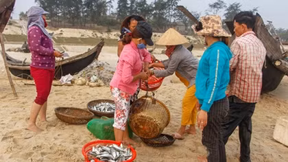 Ngư dân Lý Sơn “trúng đậm” cá ở ngư trường Hoàng Sa và Trường Sa