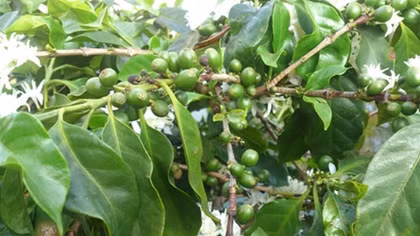 Hồi âm bài viết “Cây mắc ca sinh sôi nơi vùng cao Hướng Hóa”