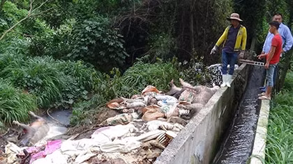 Vụ "xác heo chết ở Bình Phước": Coi thường luật và hủy hoại môi trường
