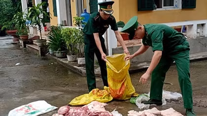 Quảng Ninh khẩn cấp đối phó nguy cơ dịch tả lợn châu Phi