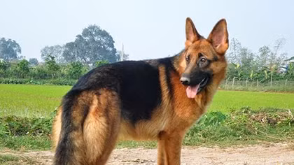 Cẩn trọng với chó cảnh