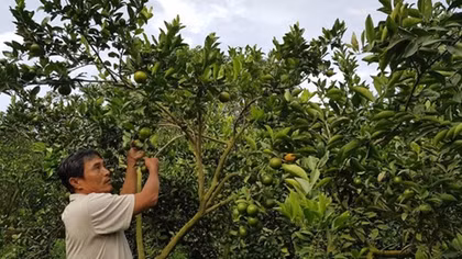 Vì sao chủ vựa trái cây ở Đồng Tháp chuyển nhượng 16 thửa đất?