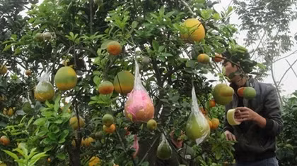 Thu nhập "khủng" từ cây có 9 loại quả