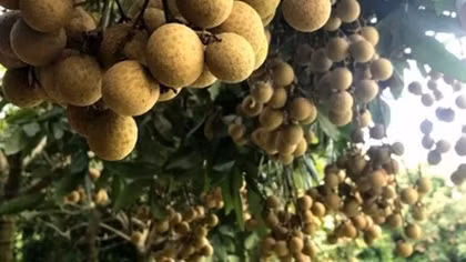 Sự thật về tin đồn nhãn Hưng Yên bị nhúng lưu huỳnh