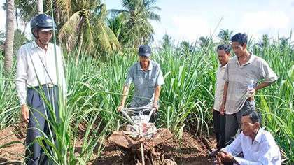 Bấp bênh cây mía cù lao