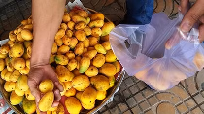 Không có chuyện xoài giả như tin đồn trên mạng xã hội