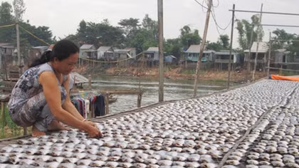 Đặc sản Miền Tây tất bật vào vụ Tết