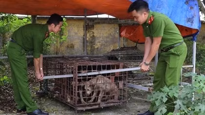 Bắt nhốt toàn bộ đàn chó cắn bé trai tử vong để xét nghiệm bệnh dại