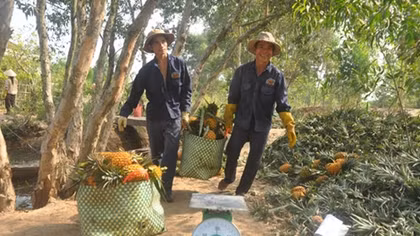 Nhọc nhằn tìm thị trường cho trái cây tiêu chuẩn GAP