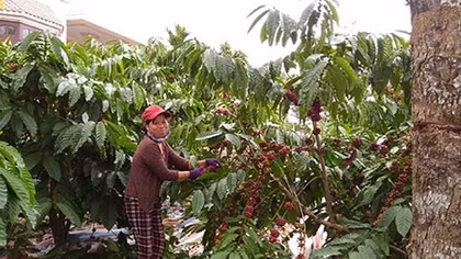 Cao nguyên mùa gió chướng